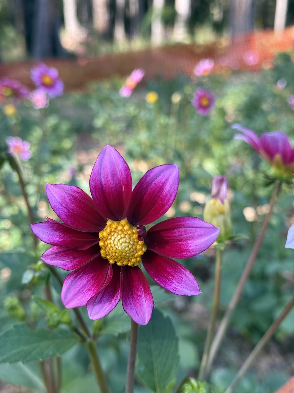 Celestial Gardens and Retreat | 10 Thonemans Rd, Hoddles Creek VIC 3139, Australia | Phone: 0411 885 568