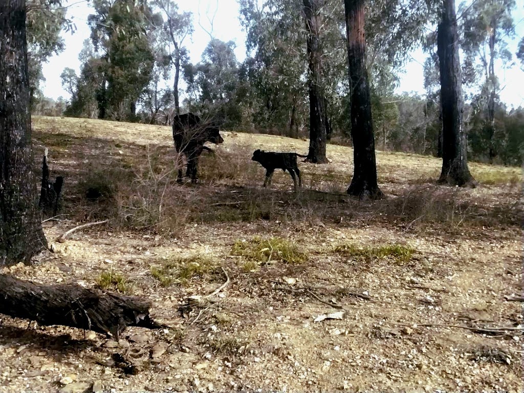 Melville kelpies & Angus | 385 Bloomfield road, Yarrowitch NSW 2354, Australia | Phone: 0457 786 888