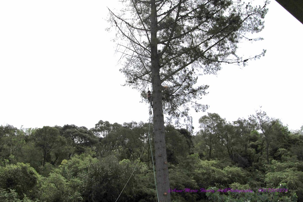 Trim Up Tree Service Pty Ltd | Mornington, VIC 3931, Australia | Phone: 0415 601 477