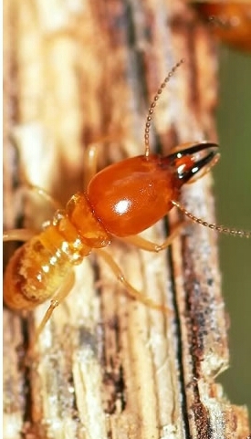 FUMAPEST Termite & Pest Control Sydney | 78 Stacey St, Bankstown NSW 2200, Australia | Phone: 1300 241 500
