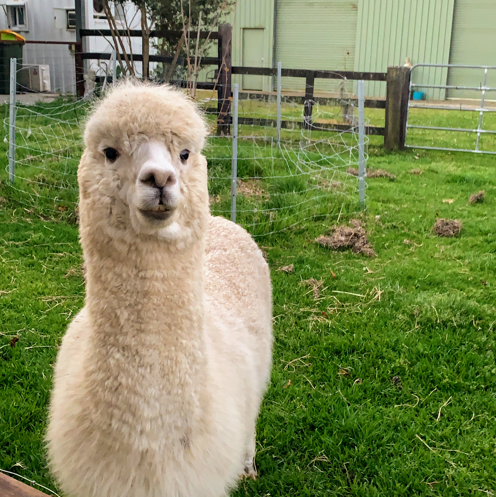 Iris Lode Alpacas Farm Stay | 33 Dunks Ln, Jilliby NSW 2259, Australia | Phone: 0411 760 509