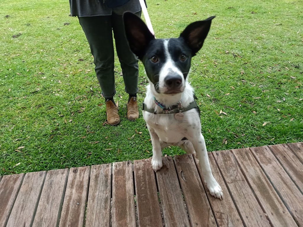 Clever Pup Dog Training, Daycare & Train plus Training Supplies | 2B Morgans Rd, Sandy Beach NSW 2456, Australia | Phone: 0412 050 279