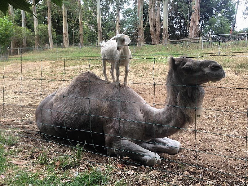 Denmark Animal Farm & Pentland Alpaca Stud | 2019 Scotsdale Rd, Denmark WA 6333, Australia | Phone: (08) 9840 9262