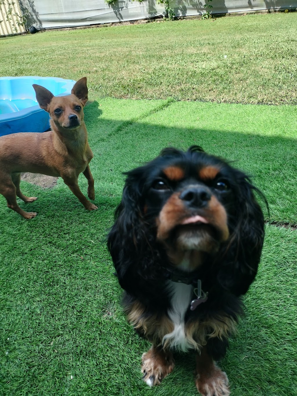 Little dog sitting Home away from home | Woogaroo St, Goodna QLD 4300, Australia | Phone: 0428 992 240