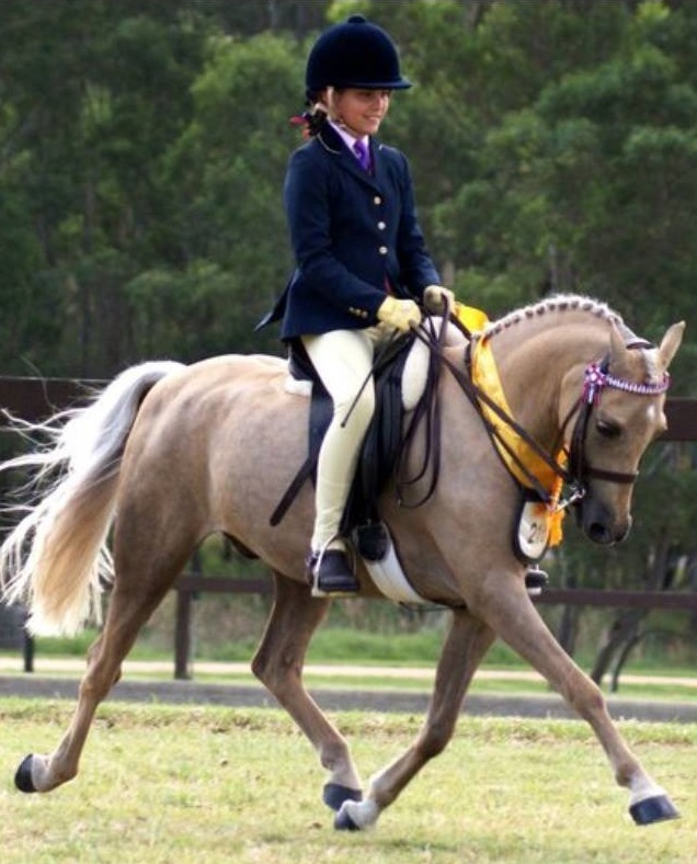 Wish Horses | 439 E Kurrajong Rd, East Kurrajong NSW 2758, Australia | Phone: 0459 547 143
