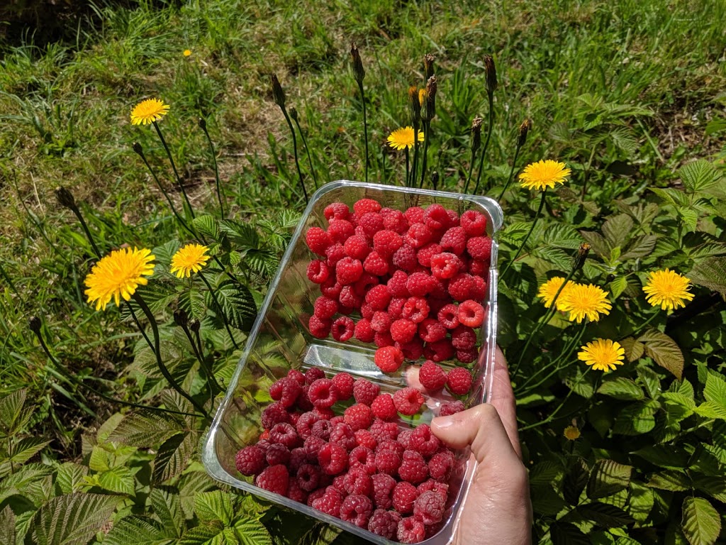 Kinglake Raspberries | food | Tooheys Rd, Pheasant Creek VIC 3757, Australia | 0407313975 OR +61 407 313 975