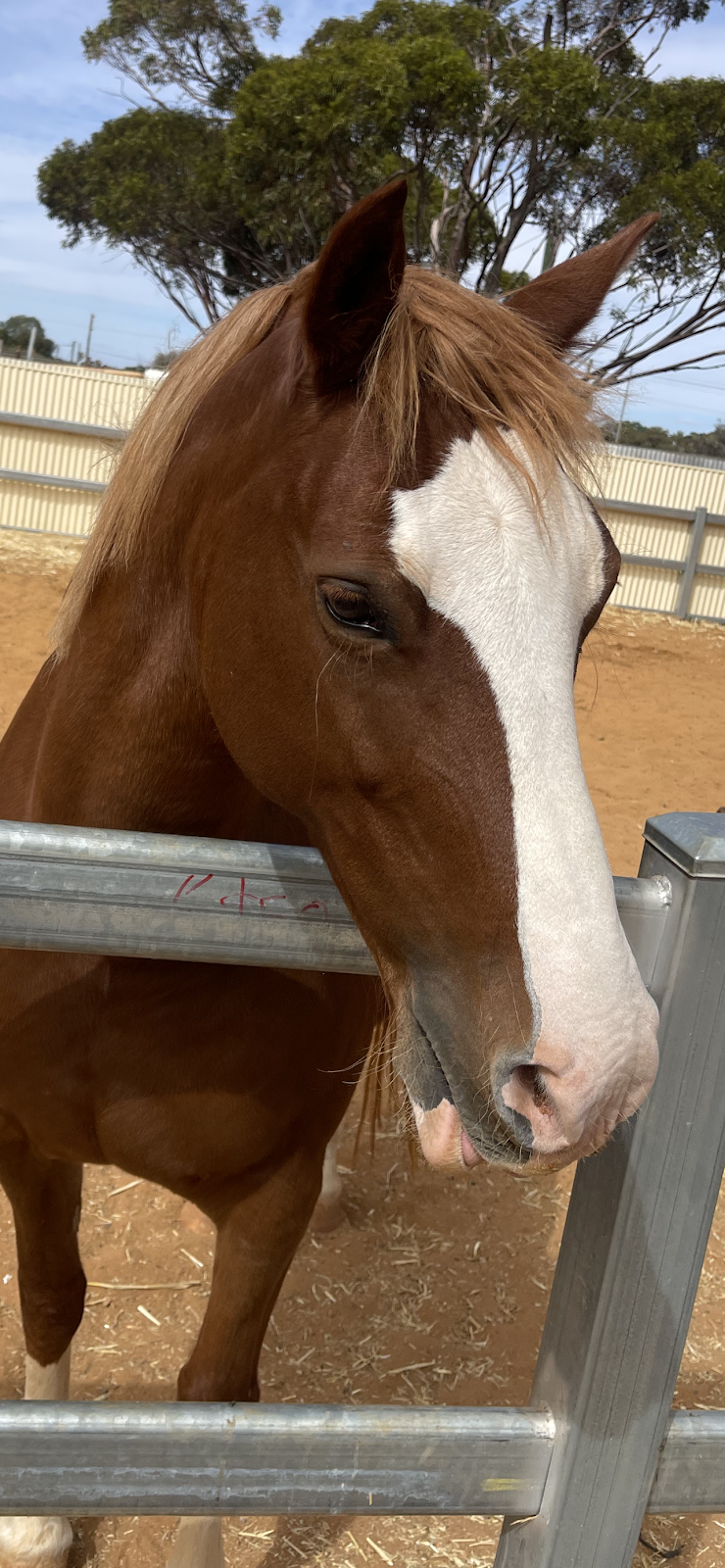 Breakthrough Education and Equine Academy | 379 Piccadilly St, West Lamington WA 6430, Australia | Phone: 0407 271 821