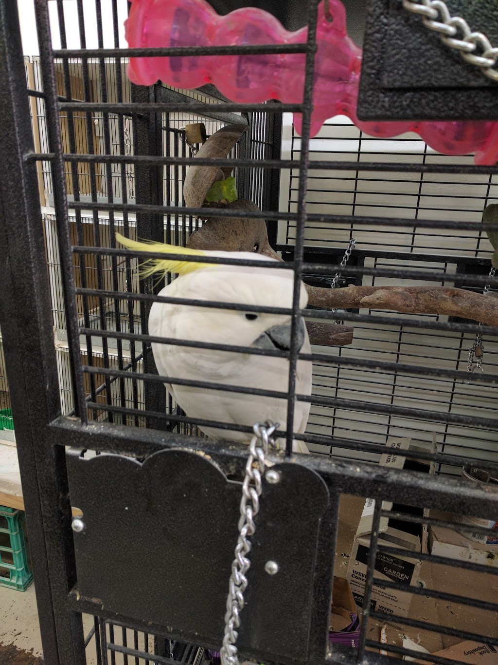 Bird City | pet store | 651 High St, Preston VIC 3072, Australia | 0394704499 OR +61 3 9470 4499