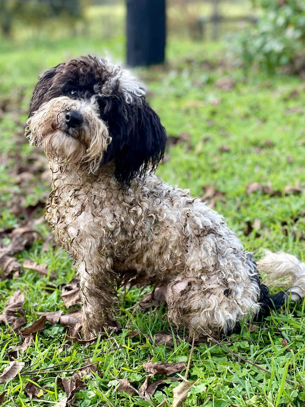 The Channon Vintage Farm | 1441 Keerrong Rd, The Channon NSW 2480, Australia | Phone: 0411 229 683