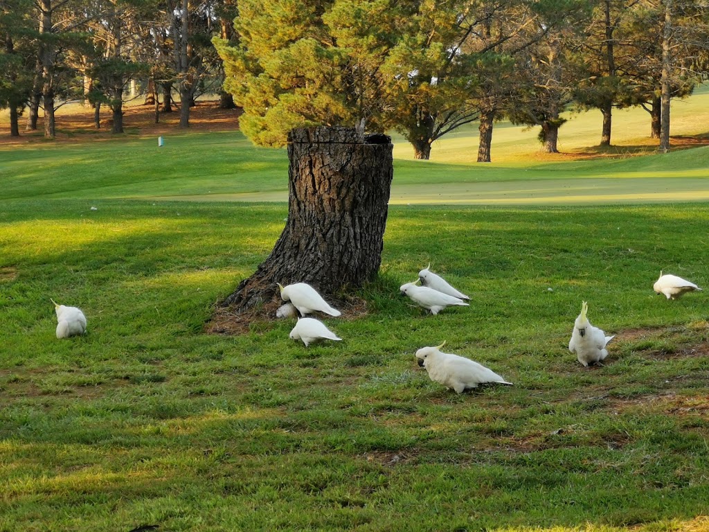 Magpies Belconnen Golf Club |  | 140 Britten-Jones Dr, Holt ACT 2615, Australia | 0261339606 OR +61 2 6133 9606