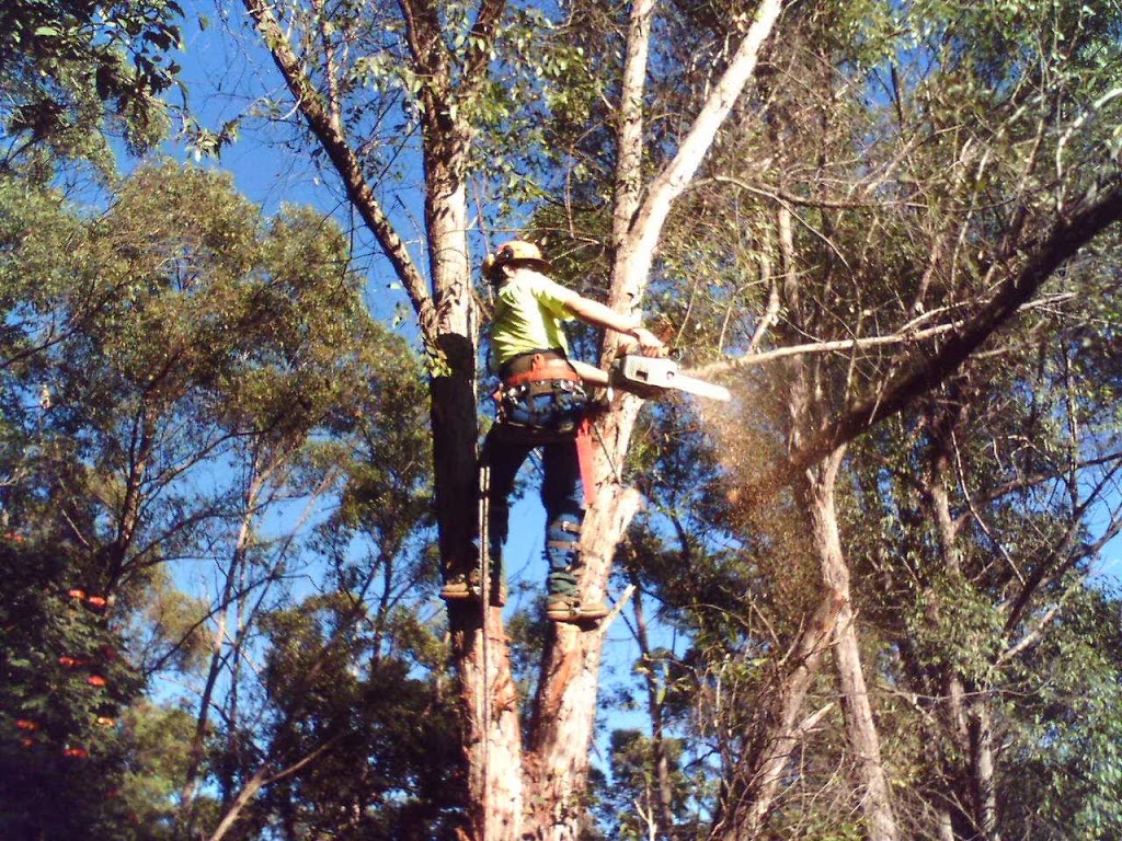 M & M Arborist Services | Wongawallan QLD 4210, Australia | Phone: (07) 5573 1780