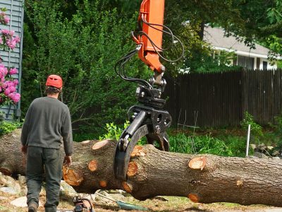 All About Tree Services | 8 Mount Olive Ct, Mudgeeraba QLD 4213, Australia | Phone: 0414 304 916