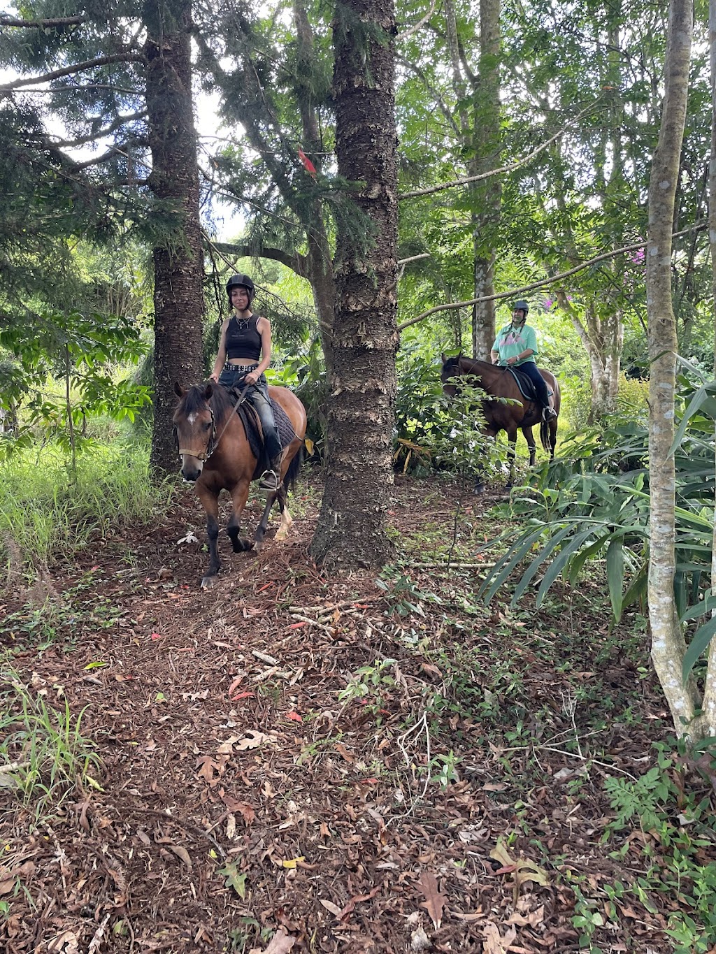 Hinterland Horses Byron Bay | 22 Blackbean Ln, Federal NSW 2481, Australia | Phone: 0407 813 321