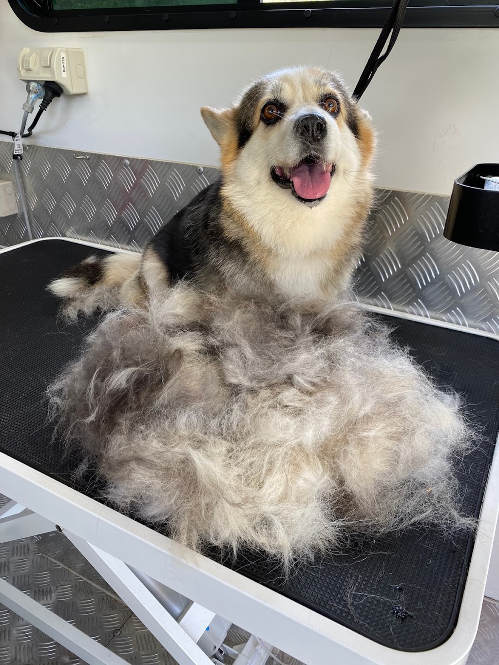 The Happy Groomer | 1 Cedar Vale Rd, Cedar Vale QLD 4285, Australia | Phone: 0412 770 213