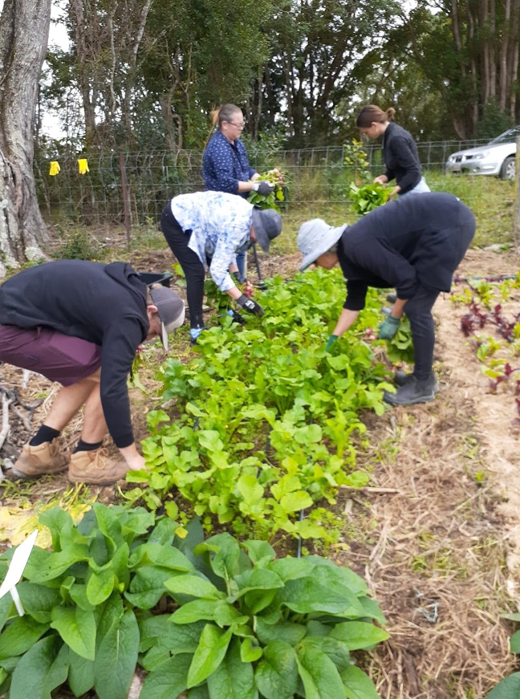 New Leaf Horticulture Enterprise | 83 Arthys Rd, Cooran QLD 4569, Australia | Phone: 0479 063 001