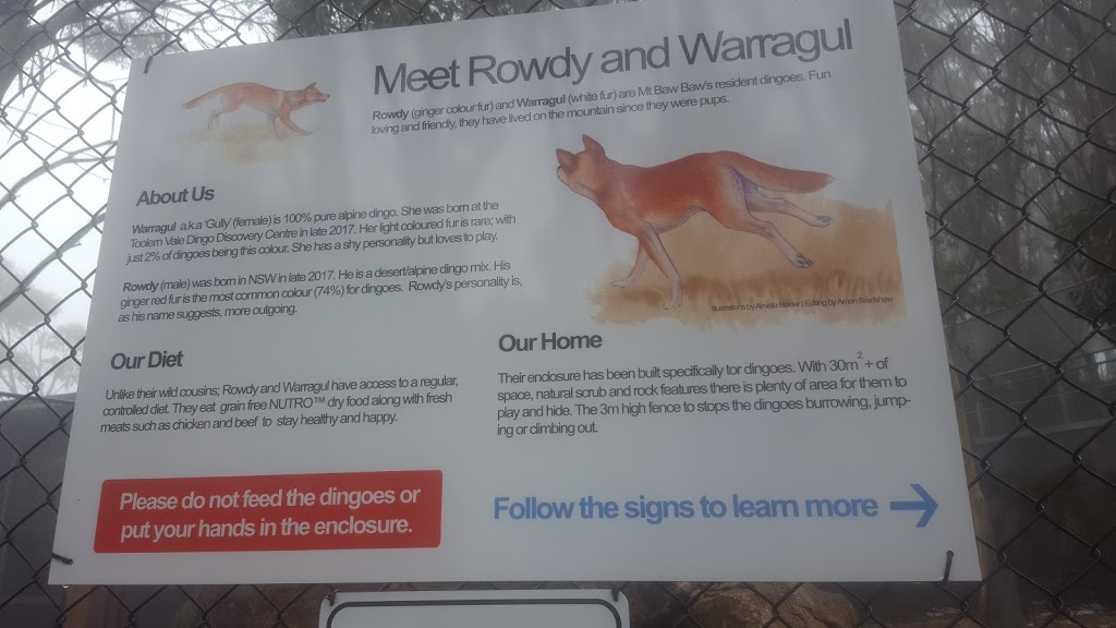 Dingos at Mt Baw Baw | 32 Currawong Road, Baw Baw Village VIC 3833, Australia
