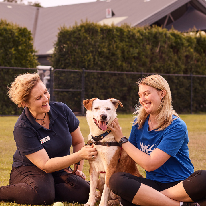 Happy Paws Happy Hearts Toowoomba | Barunggam Country, RSPCA Toowoomba Animal Care Centre, Lot 75 Airport Dr, Wellcamp QLD 4350, Australia | Phone: 1300 077 984