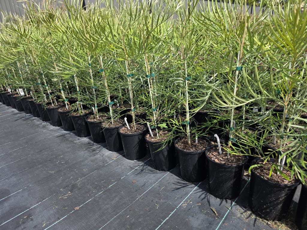 Morts Hort Nursery | 26 Hatchman Ct, Elimbah QLD 4516, Australia | Phone: 0432 453 033