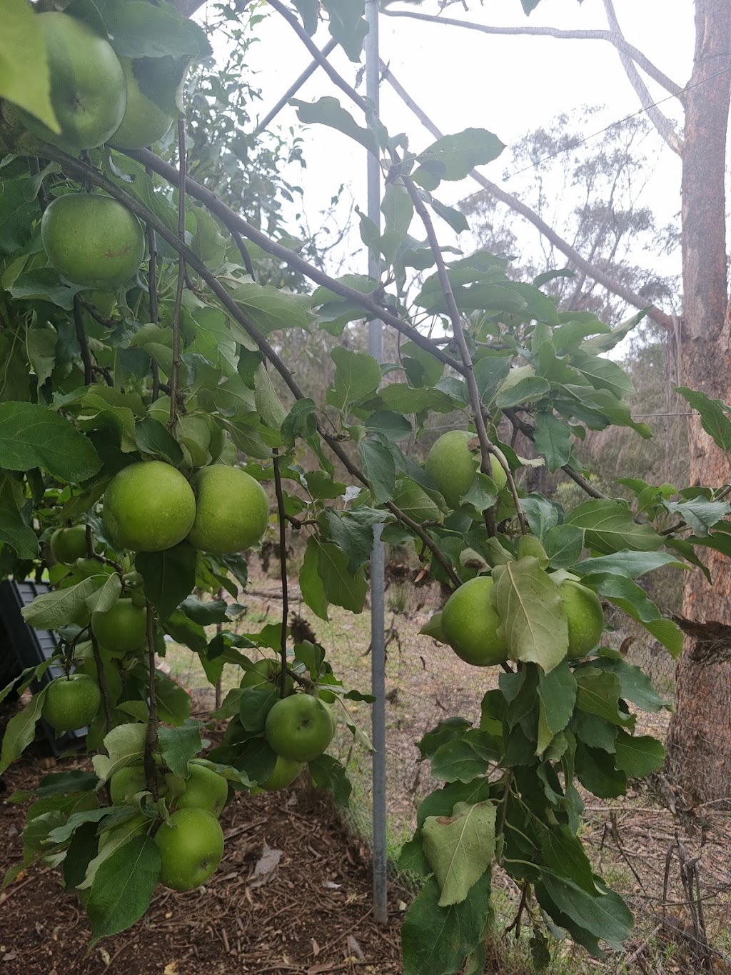 Lael Poultry, Produce and Plants | 1873 Brayton Rd, Big Hill NSW 2579, Australia | Phone: 0407 274 785