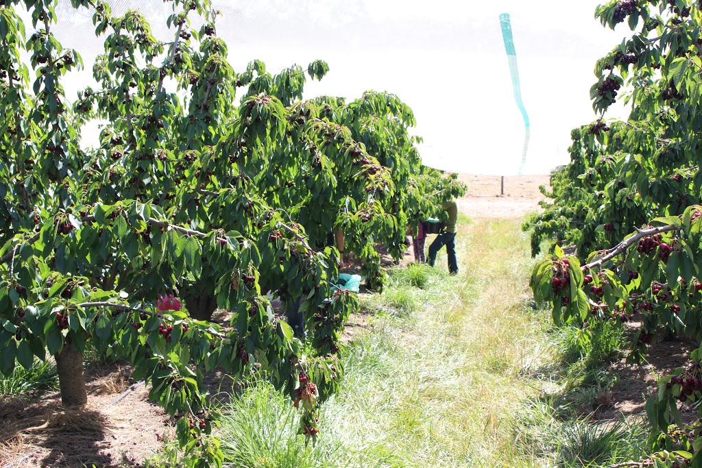 Harben Vale Pick Your Own Cherries |  | 34 Altmanns Rd, Balhannah SA 5242, Australia | 0439001962 OR +61 439 001 962