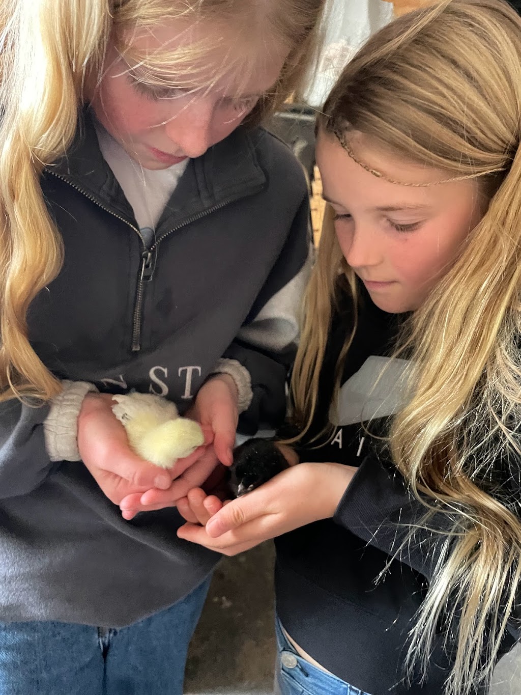 Growing Chickens | food | Campbells Rd, Clyde VIC 3978, Australia | 0420875633 OR +61 420 875 633