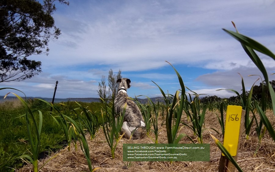 Tasmanian Gourmet Garlic | 4241 Channel Hwy, Middleton TAS 7163, Australia | Phone: 0418 202 290