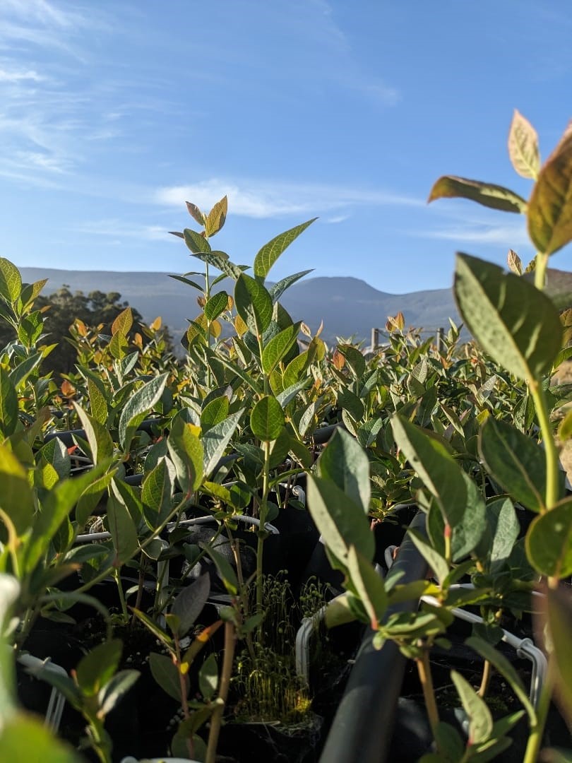 Earthbound Tasmania | 190 Gums Rd, Mountain River TAS 7109, Australia | Phone: 0413 194 708