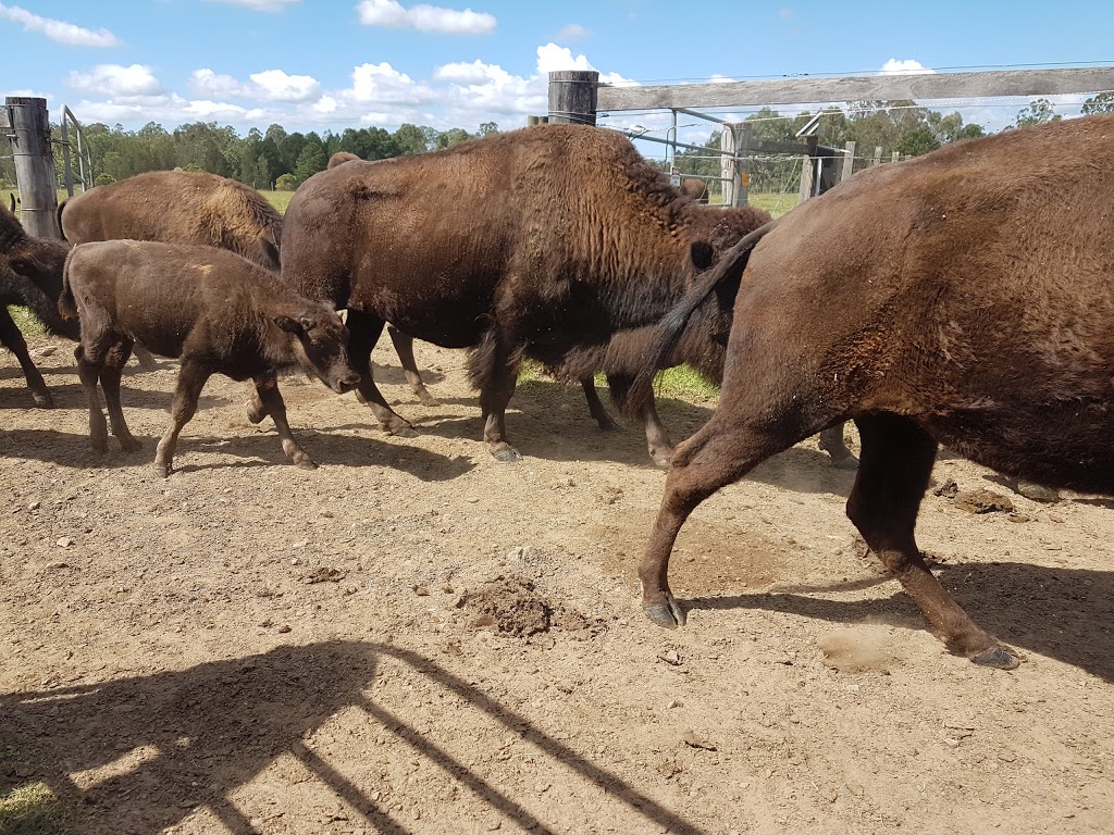 Aranyani Bison | tourist attraction | 670 Elliotts Rd, Myrtle Creek NSW 2469, Australia | 0266617866 OR +61 2 6661 7866