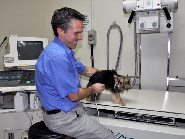 Seaford Veterinary Hospital | veterinary care | 248 Seaford Rd, Seaford VIC 3198, Australia | 0397852611 OR +61 3 9785 2611
