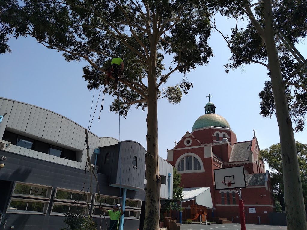Balwyn Tree Service | 2 Oravel St, Balwyn North VIC 3104, Australia | Phone: (03) 8508 9040
