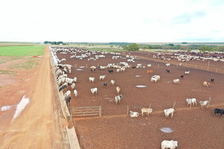BEAUMONTO PASTORAL CO | 448 Wests Rd, Goolgowi NSW 2652, Australia | Phone: 0490 054 674