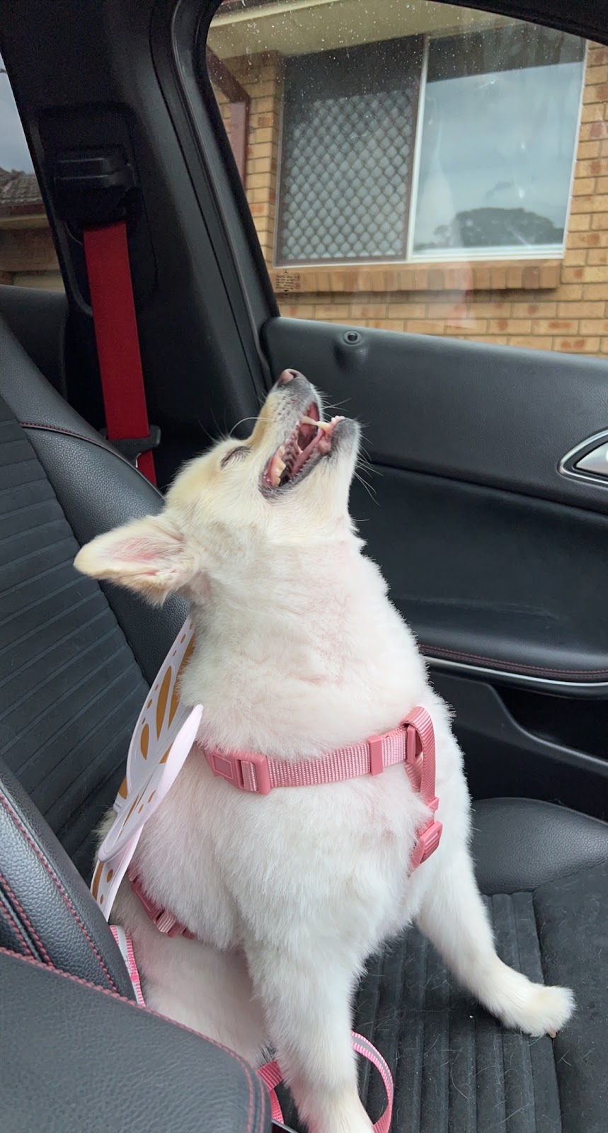 Annas Dog Grooming | 8 Chevrolet Pl, Ingleburn NSW 2565, Australia | Phone: 0412 564 412