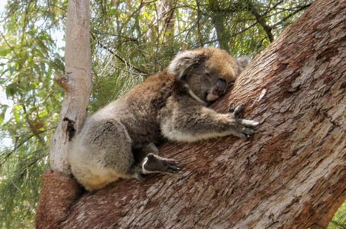 Yanchep Koala Boardwalk | Yanchep WA 6035, Australia | Phone: (08) 9303 7759