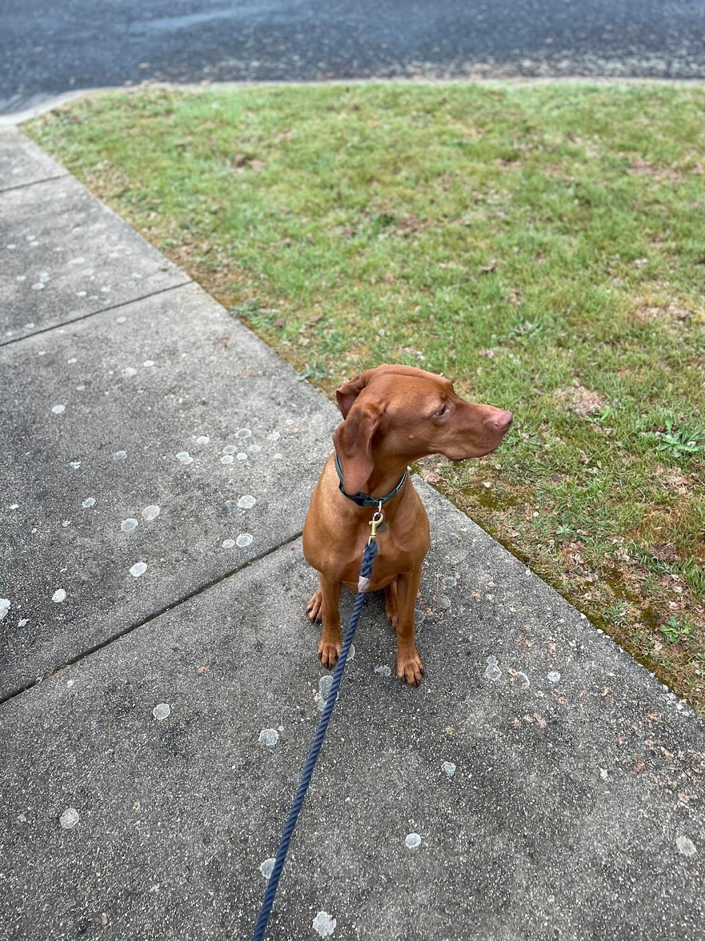 Sit, Stay, Succeed ! Dog training | Surrounding, Beechworth VIC 3747, Australia | Phone: 0468 840 675