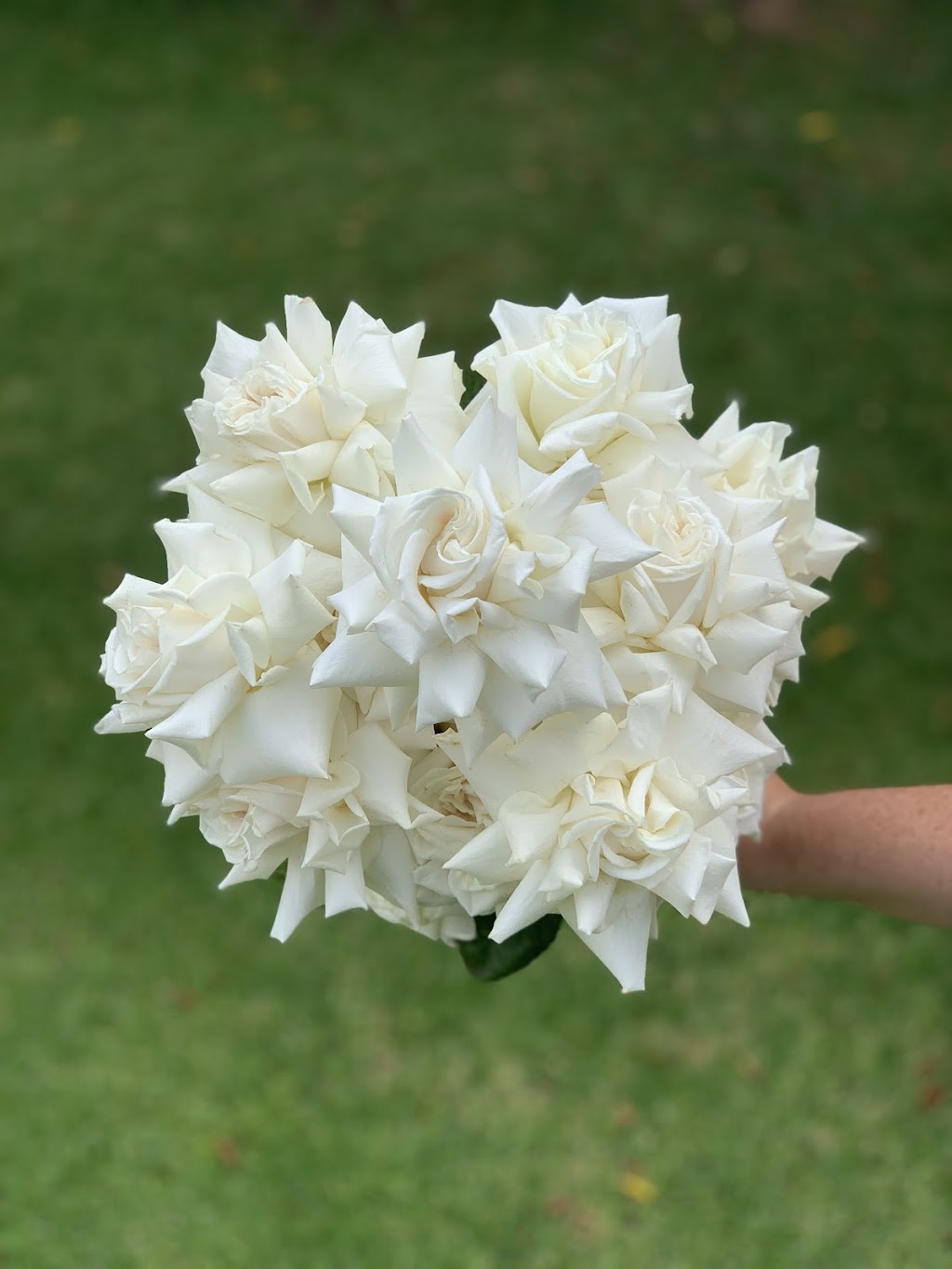 Honeysuckle Hermosa | Camden Rd, Douglas Park NSW 2569, Australia | Phone: 0468 558 382