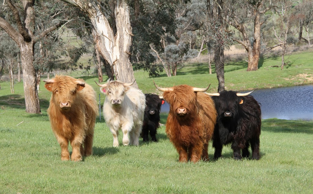 Ennerdale Highland Cattle - Open by Appointment only | Erinmist, 202 White Flag Rd, Binalong NSW 2584, Australia | Phone: (02) 6100 4326