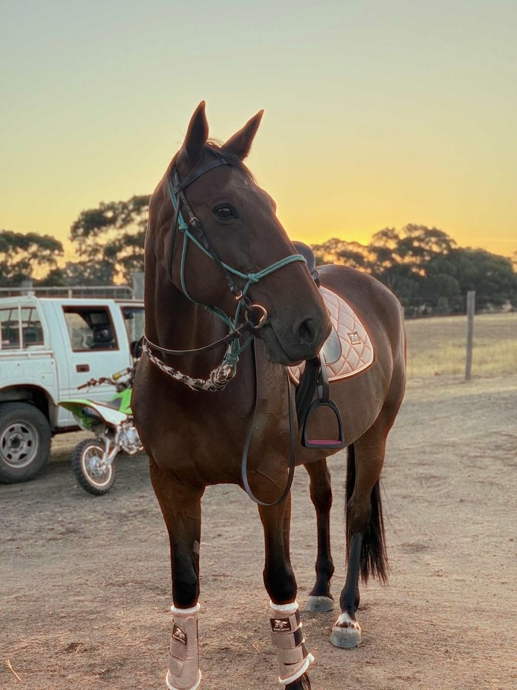 Lockwood Valley Equine | 49 Francis Rd, Lockwood South VIC 3551, Australia | Phone: 0401 572 430