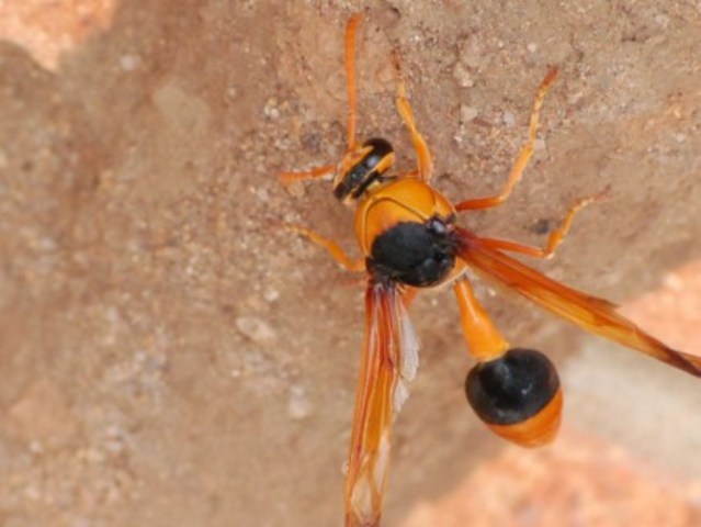 Pro Pest and Termite Management - Exterminator Services | 47 McCredie Dr, Horningsea Park NSW 2171, Australia | Phone: 0450 501 962
