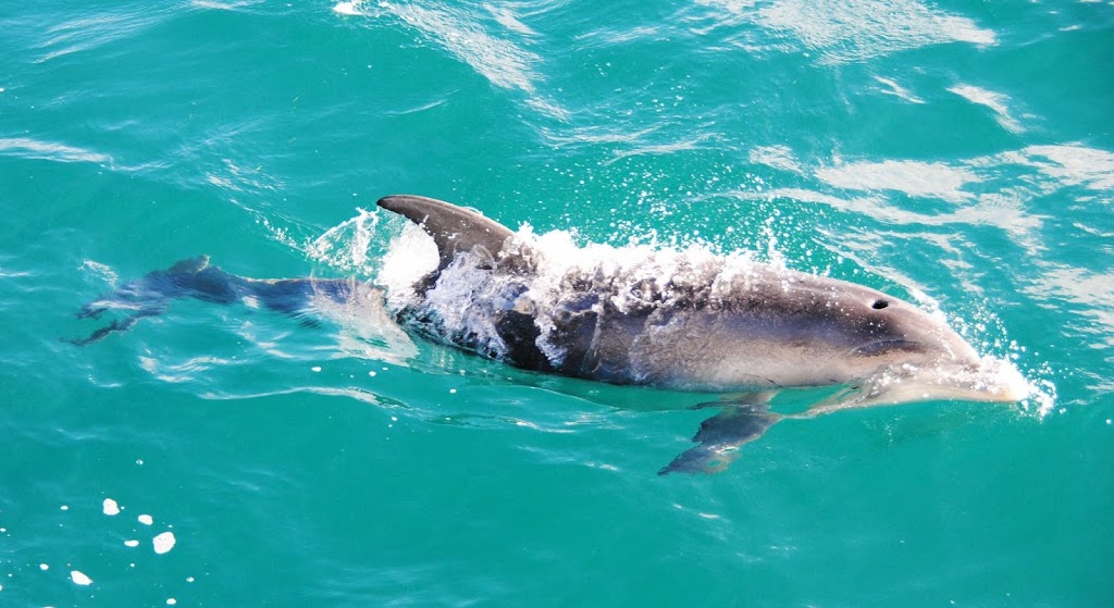 Moonraker Dolphin Swims | travel agency | Esplanade, Sorrento VIC 3943, Australia | 0359844211 OR +61 3 5984 4211