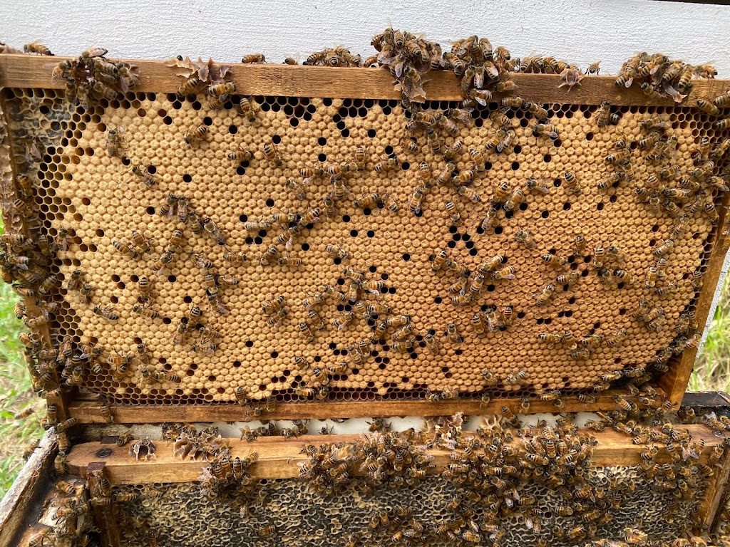 Bees Alive! |  | 36 Oxford Pl, Fitzgibbon QLD 4018, Australia | 0435018283 OR +61 435 018 283