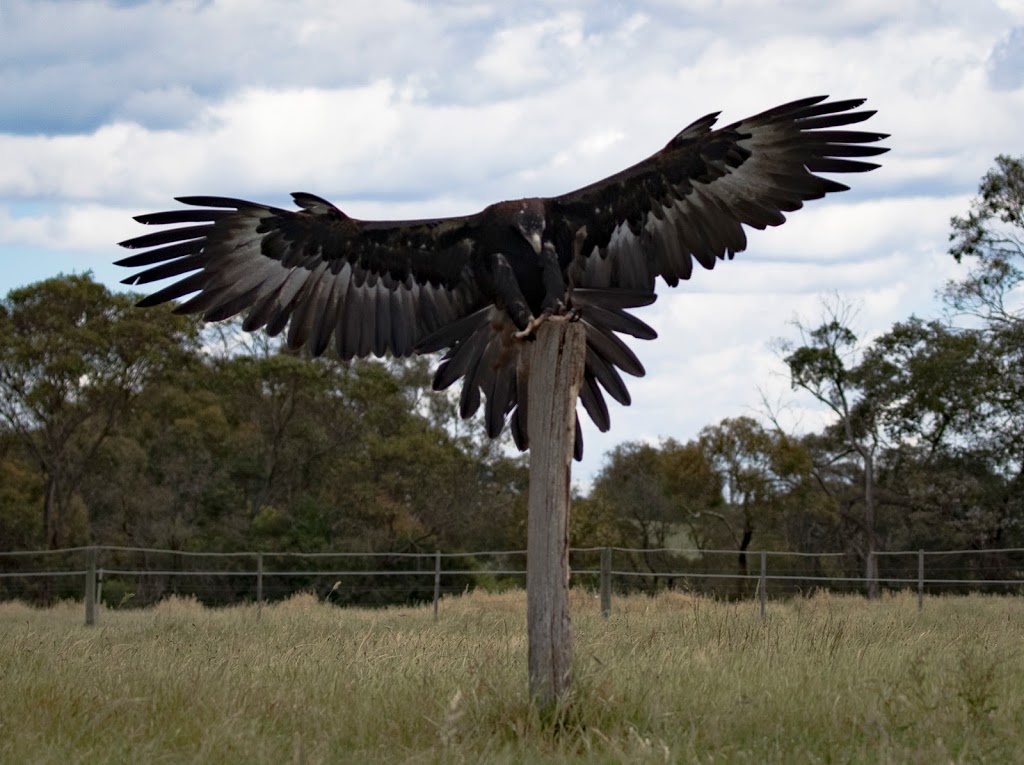 Full Flight Birds of Prey Centre | zoo | 195 Kennedys Rd, Miners Rest VIC 3352, Australia | 0429959991 OR +61 429 959 991