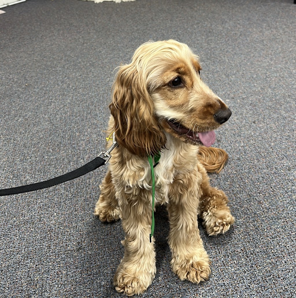 Found By The Hound Dog Training | Petsch Creek Rd, Tallebudgera Valley QLD 4228, Australia | Phone: 0499 763 712