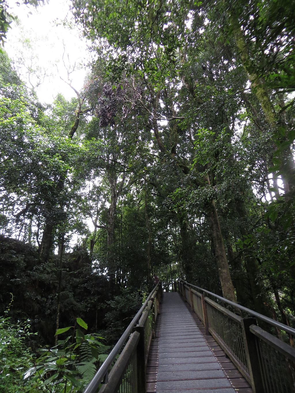 Lyrebird Link Track | park | Lyrebird Link, Dorrigo Mountain NSW 2453, Australia