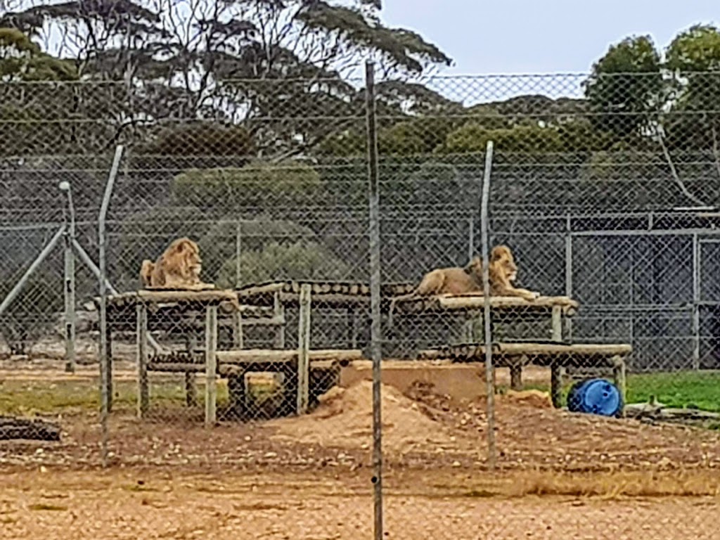 Monarto Zoo | zoo | Old Princes Hwy, Monarto South SA 5254, Australia | 0885344100 OR +61 8 8534 4100