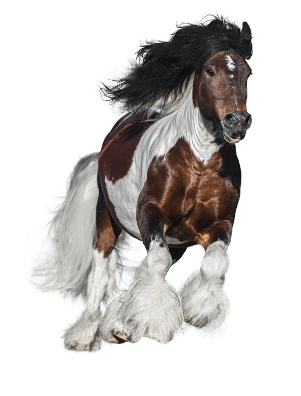 Galloping Goop Equine Products | 14 Jessica Way, Truganina VIC 3029, Australia | Phone: 0416 251 210