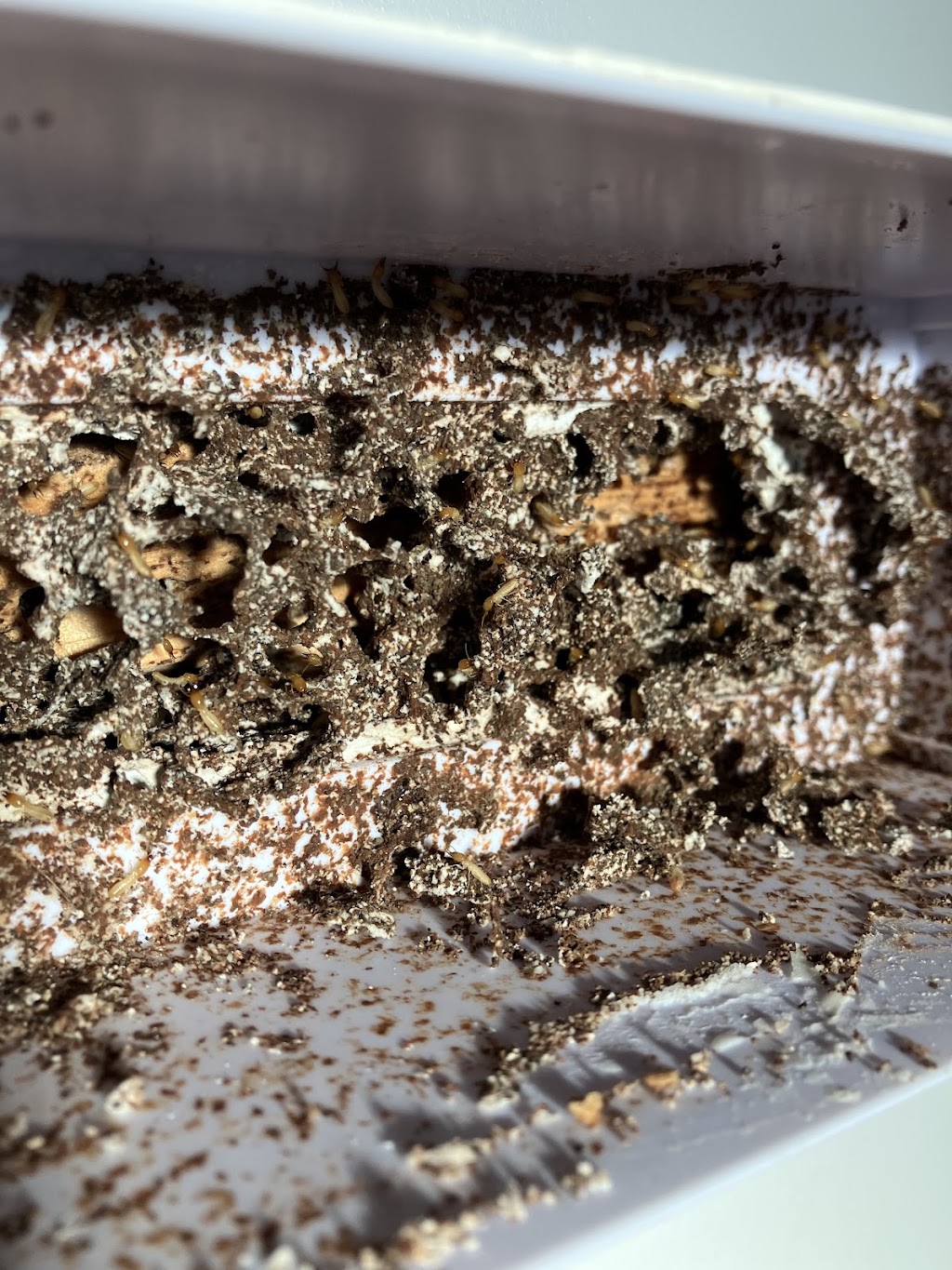 Borderline Pest Control | Victoria St, Deniliquin NSW 2710, Australia | Phone: 0448 104 521