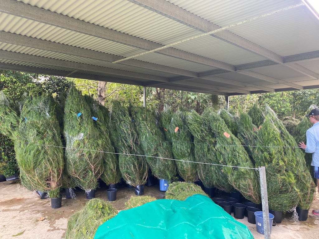 The Christmas Tree Express | Basin Rd, Samsonvale QLD 4520, Australia | Phone: 0459 060 904