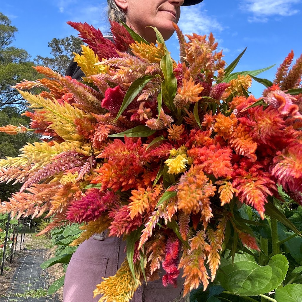 Little Miss Bloom Farm | 40 Piggotts Rd, Guanaba QLD 4210, Australia | Phone: 0402 412 240