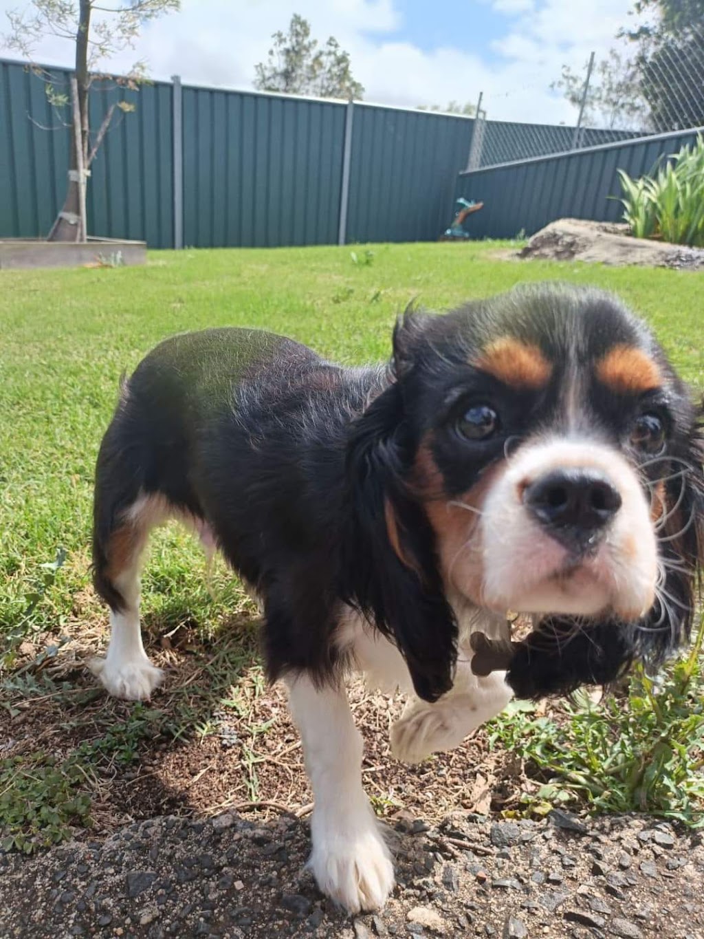 toowoomba boarding kennel | 160 Drayton Wellcamp Rd, Glenvale QLD 4350, Australia | Phone: (07) 4637 2613
