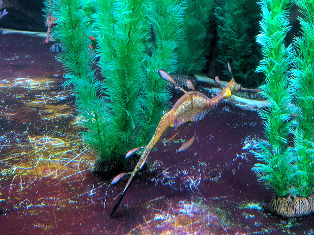 Seahorse World | tourist attraction | 200 Flinders St, Beauty Point TAS 7270, Australia | 0363834111 OR +61 3 6383 4111